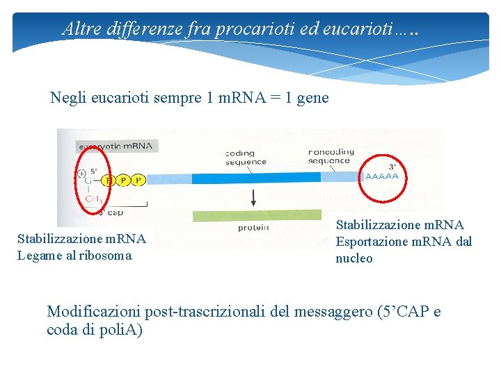 Altre differenze fra procarioti ed eucarioti…. . Negli eucarioti sempre 1 m. RNA =