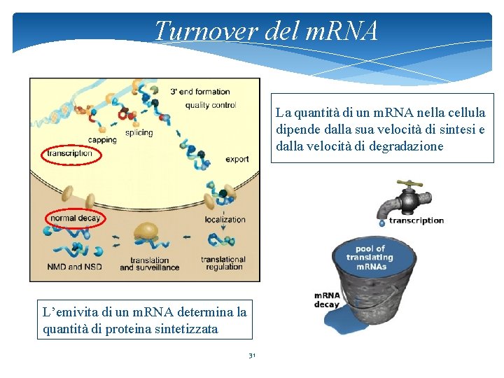 Turnover del m. RNA La quantità di un m. RNA nella cellula dipende dalla