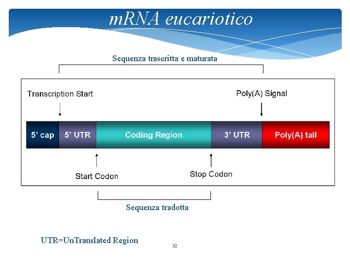 m. RNA eucariotico Sequenza trascritta e maturata Sequenza tradotta UTR=Un. Translated Region 32 