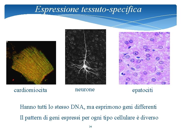 Espressione tessuto-specifica cardiomiocita neurone epatociti Hanno tutti lo stesso DNA, ma esprimono geni differenti