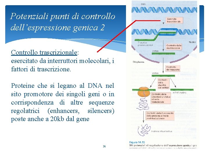 Potenziali punti di controllo dell’espressione genica 2 Controllo trascrizionale: esercitato da interruttori molecolari, i