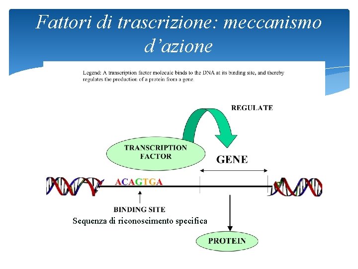 Fattori di trascrizione: meccanismo d’azione Sequenza di riconoscimento specifica 37 