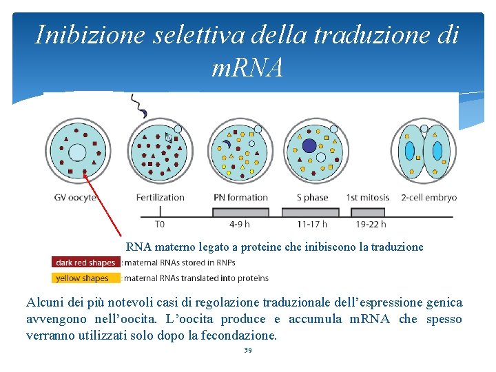 Inibizione selettiva della traduzione di m. RNA materno legato a proteine che inibiscono la