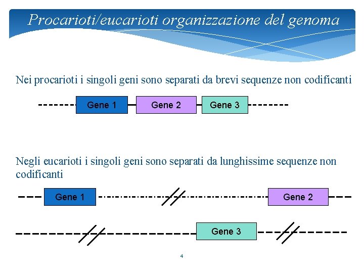 Procarioti/eucarioti organizzazione del genoma Nei procarioti i singoli geni sono separati da brevi sequenze