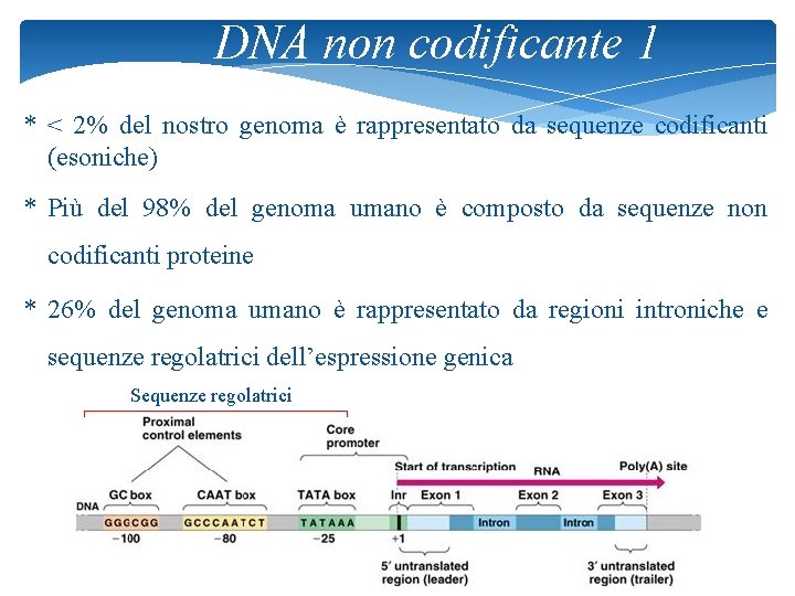 DNA non codificante 1 * < 2% del nostro genoma è rappresentato da sequenze