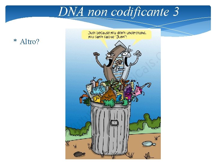 DNA non codificante 3 * Altro? 7 