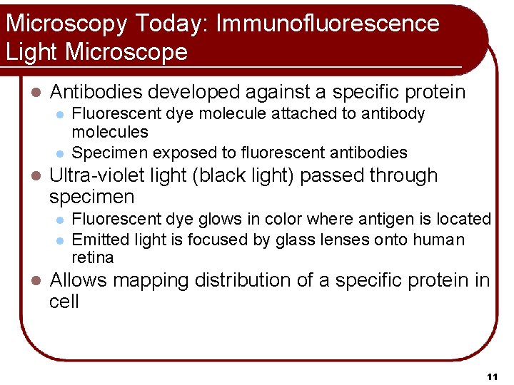 Microscopy Today: Immunofluorescence Light Microscope l Antibodies developed against a specific protein l l