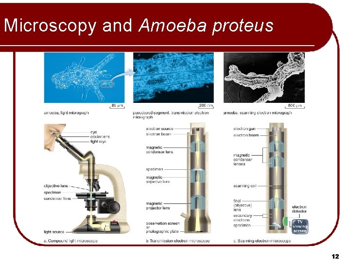 Microscopy and Amoeba proteus 12 