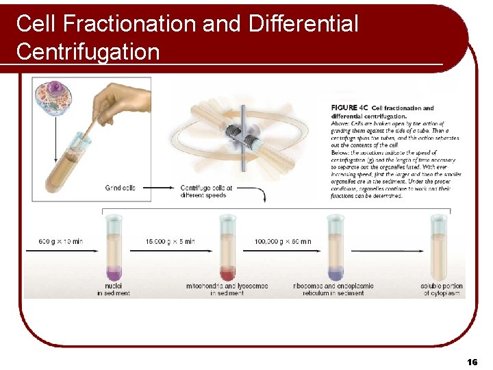 Cell Fractionation and Differential Centrifugation 16 
