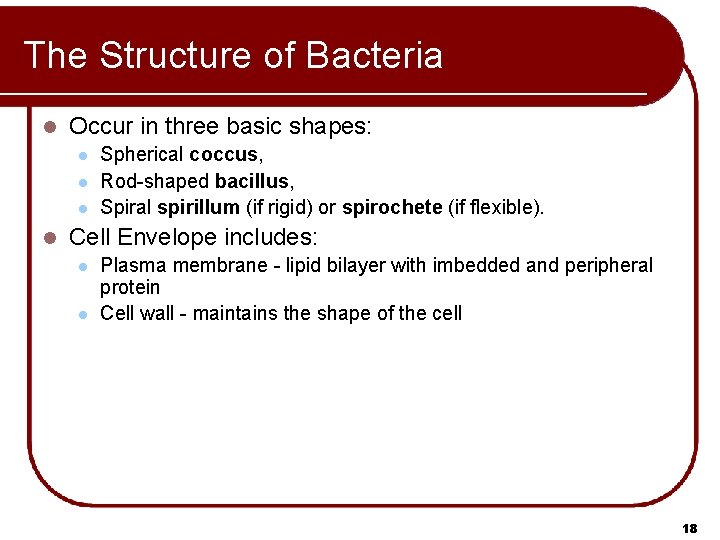 The Structure of Bacteria l Occur in three basic shapes: l l Spherical coccus,