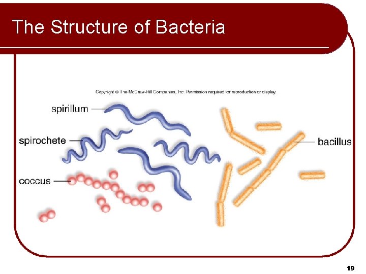 The Structure of Bacteria 19 