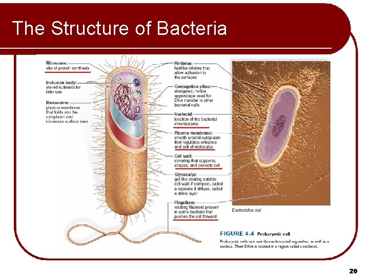 The Structure of Bacteria 20 