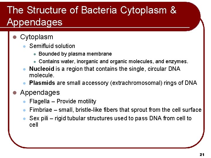 The Structure of Bacteria Cytoplasm & Appendages l Cytoplasm l Semifluid solution l l