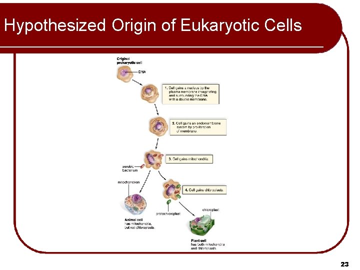Hypothesized Origin of Eukaryotic Cells 23 