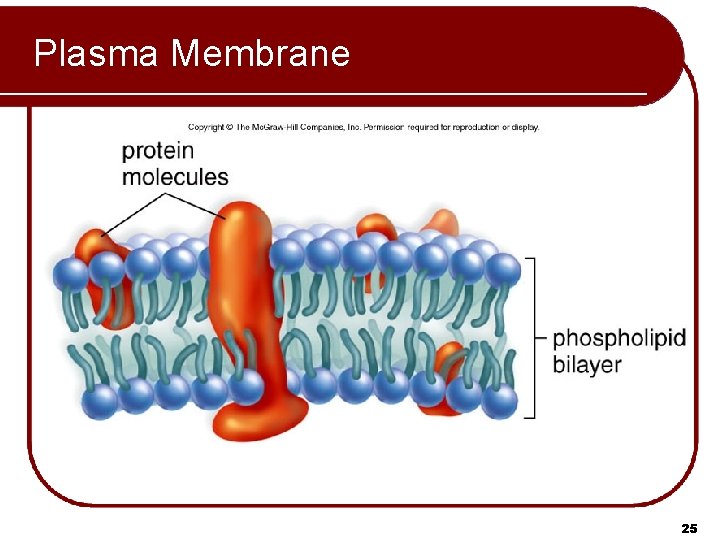 Plasma Membrane 25 