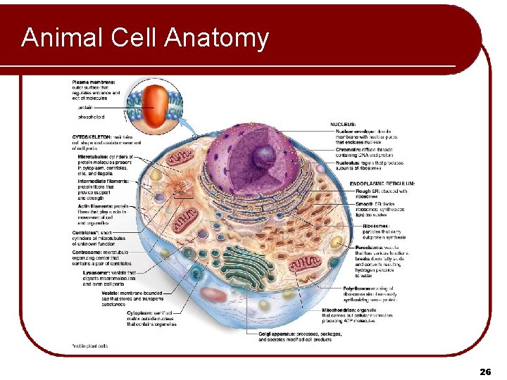 Animal Cell Anatomy 26 