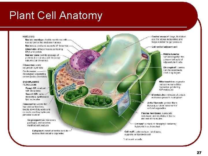 Plant Cell Anatomy 27 