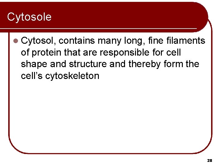 Cytosole l Cytosol, contains many long, fine filaments of protein that are responsible for