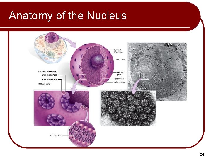 Anatomy of the Nucleus 30 