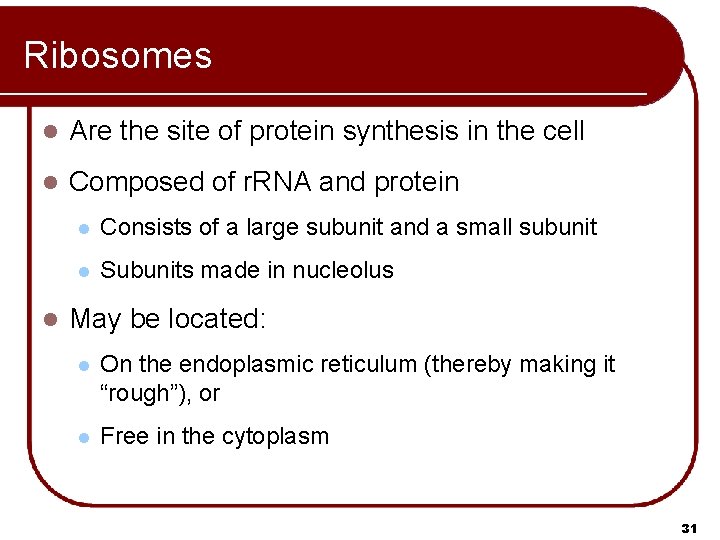 Ribosomes l Are the site of protein synthesis in the cell l Composed of