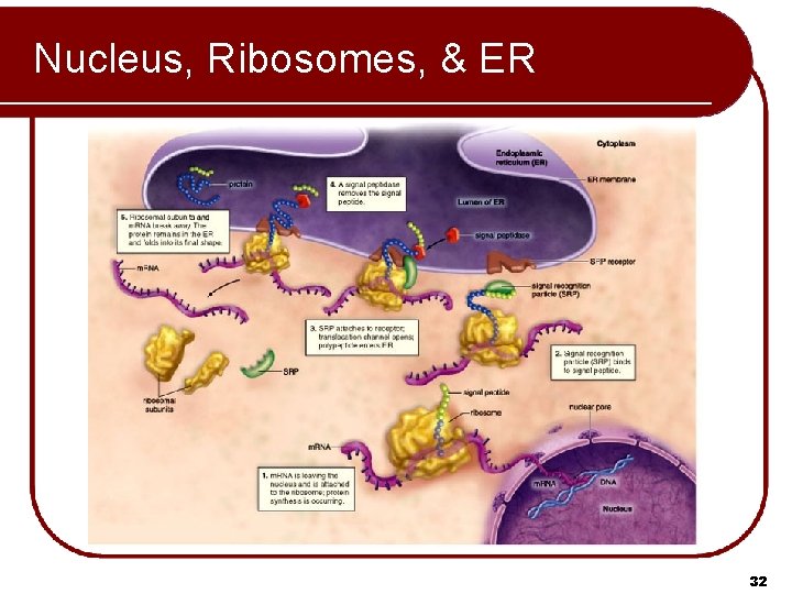 Nucleus, Ribosomes, & ER 32 