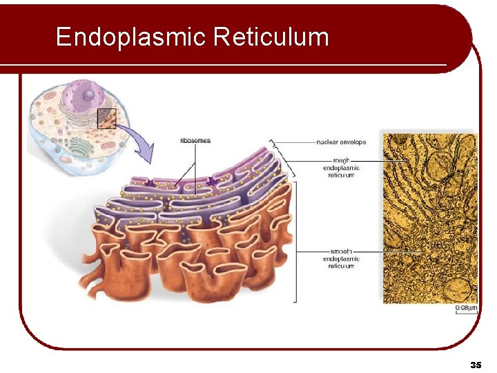 Endoplasmic Reticulum 35 