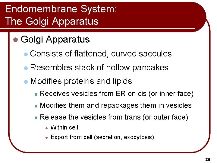 Endomembrane System: The Golgi Apparatus l Consists of flattened, curved saccules l Resembles stack