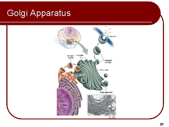 Golgi Apparatus 37 