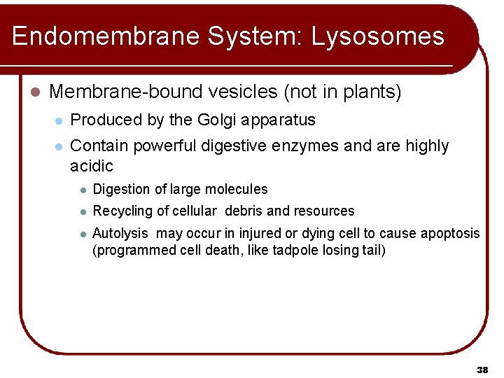 Endomembrane System: Lysosomes l Membrane-bound vesicles (not in plants) l Produced by the Golgi