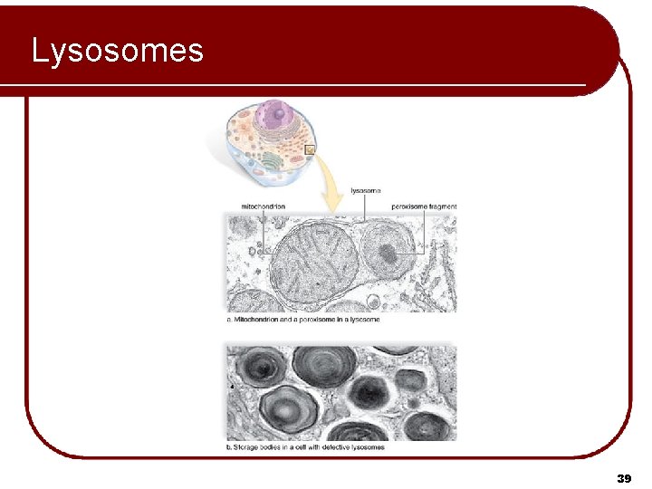 Lysosomes 39 