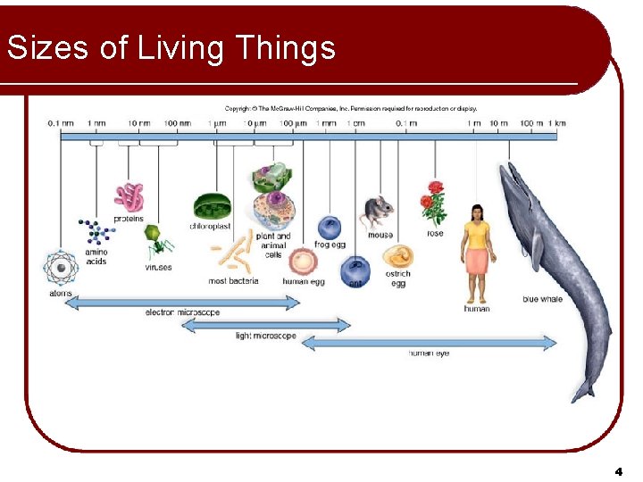 Sizes of Living Things 4 