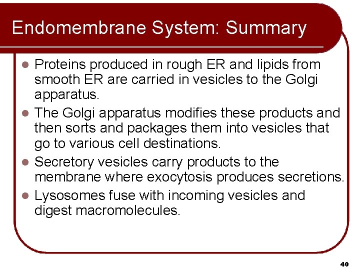 Endomembrane System: Summary Proteins produced in rough ER and lipids from smooth ER are
