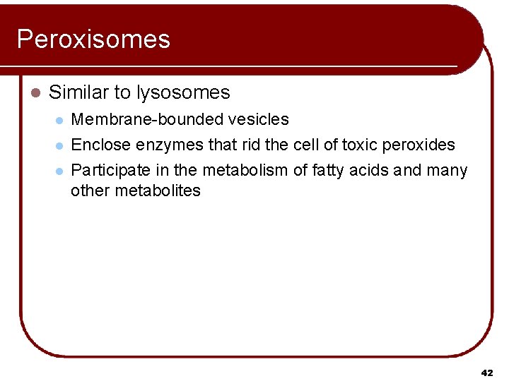 Peroxisomes l Similar to lysosomes l l l Membrane-bounded vesicles Enclose enzymes that rid