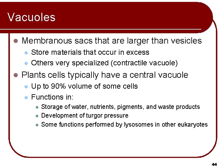 Vacuoles l Membranous sacs that are larger than vesicles l l l Store materials