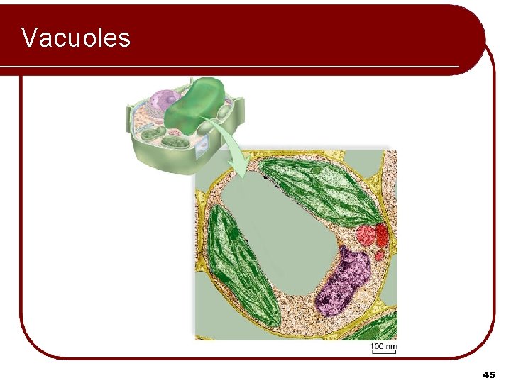 Vacuoles 45 