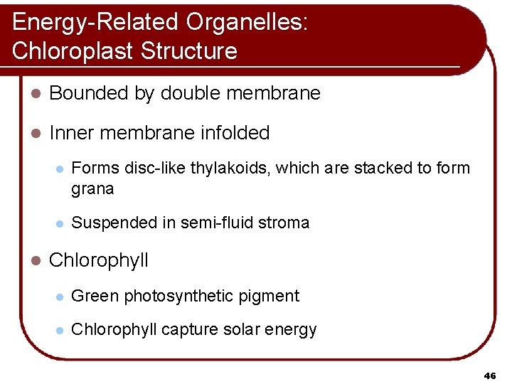 Energy-Related Organelles: Chloroplast Structure l Bounded by double membrane l Inner membrane infolded l