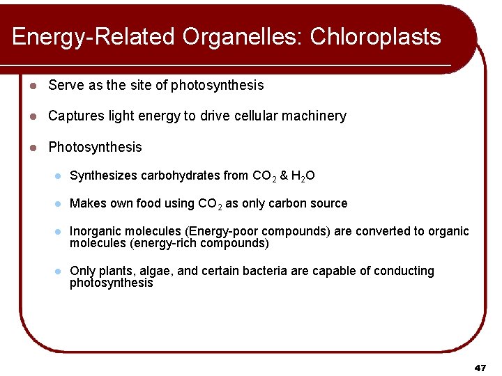 Energy-Related Organelles: Chloroplasts l Serve as the site of photosynthesis l Captures light energy