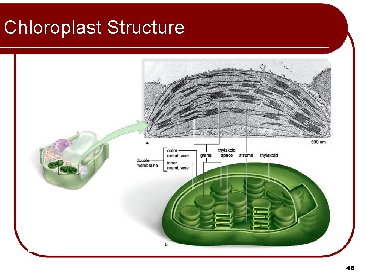 Chloroplast Structure 48 