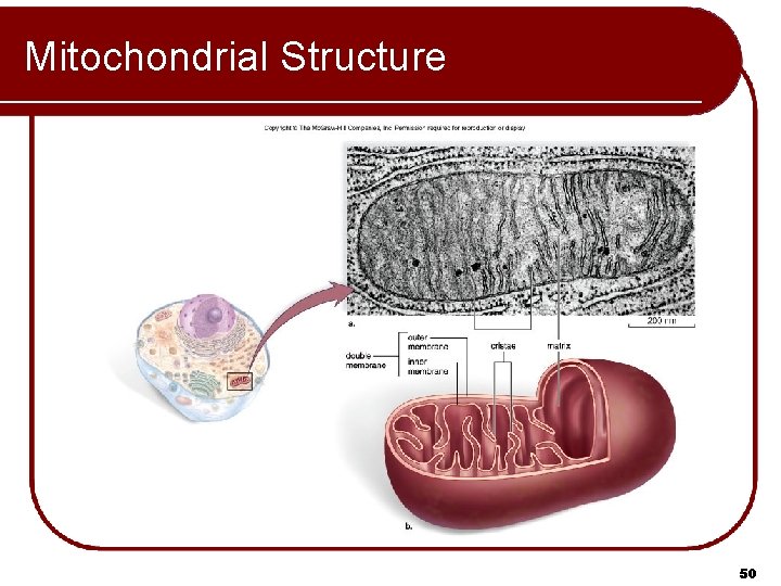 Mitochondrial Structure 50 