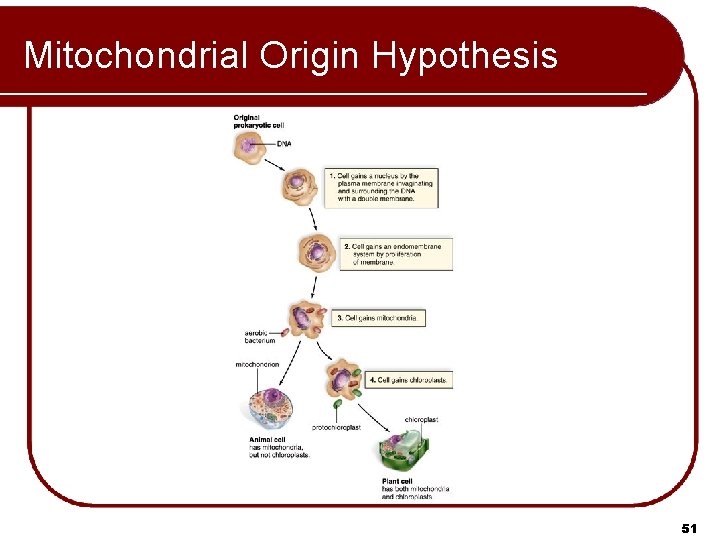 Mitochondrial Origin Hypothesis 51 