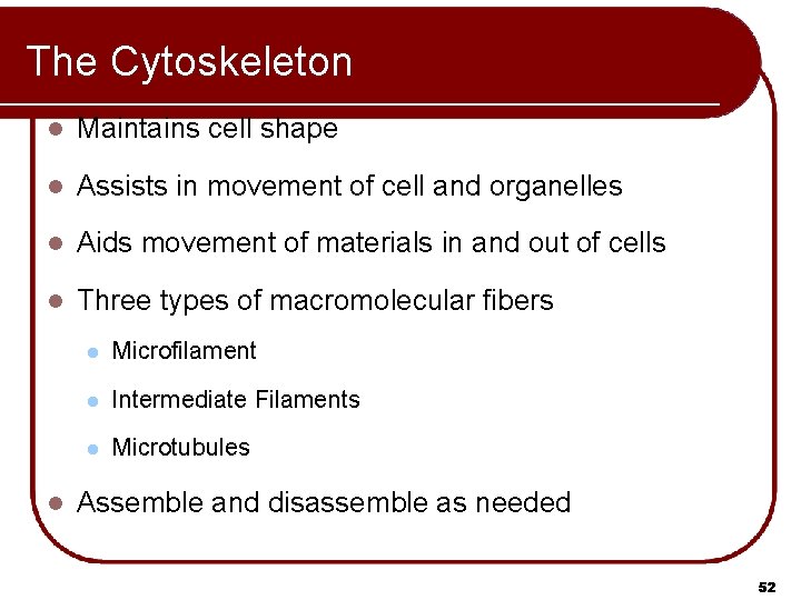 The Cytoskeleton l Maintains cell shape l Assists in movement of cell and organelles