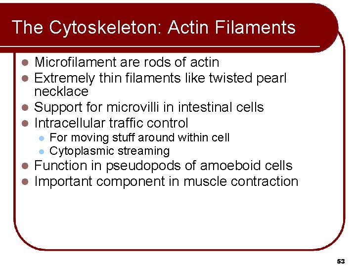 The Cytoskeleton: Actin Filaments Microfilament are rods of actin Extremely thin filaments like twisted