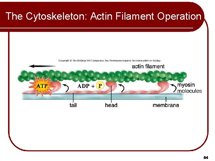 The Cytoskeleton: Actin Filament Operation 54 