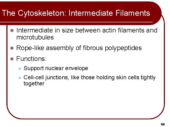 The Cytoskeleton: Intermediate Filaments l Intermediate in size between actin filaments and microtubules l