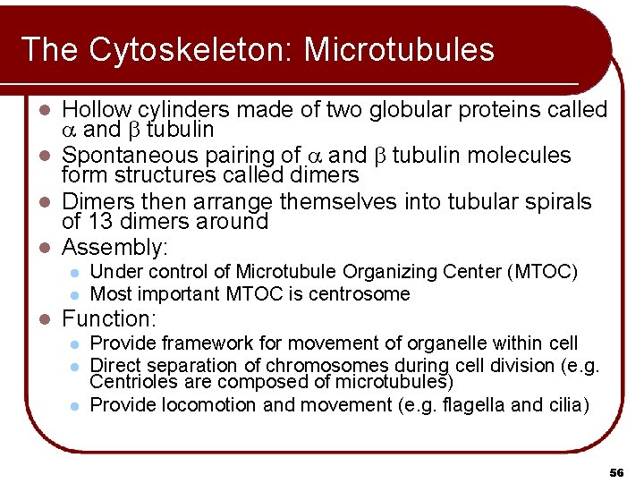 The Cytoskeleton: Microtubules Hollow cylinders made of two globular proteins called a and b