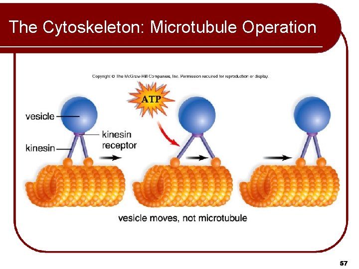 The Cytoskeleton: Microtubule Operation 57 
