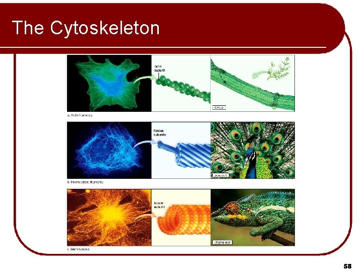 The Cytoskeleton 58 