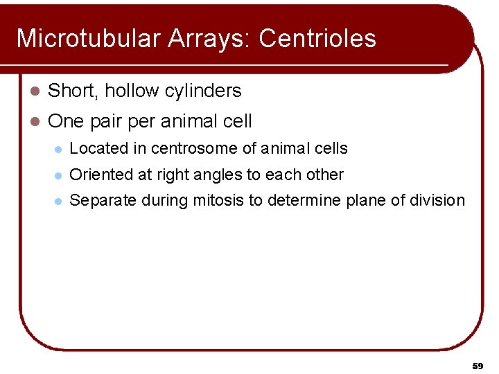 Microtubular Arrays: Centrioles l Short, hollow cylinders l One pair per animal cell l