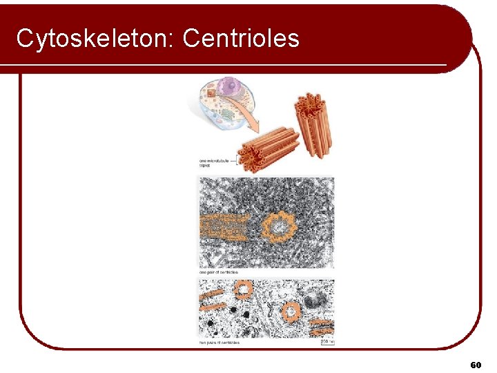 Cytoskeleton: Centrioles 60 