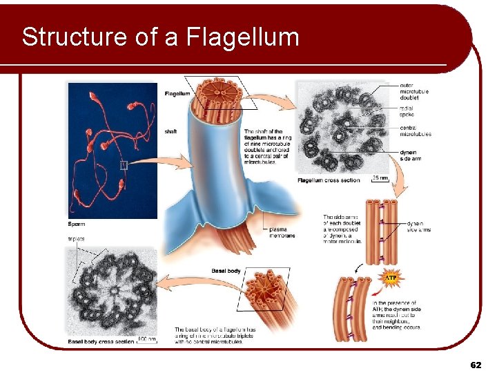 Structure of a Flagellum 62 